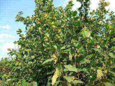 kung paano mapalago ang hazel sa bahay