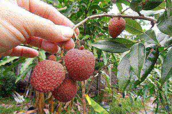 how to grow lychee at home