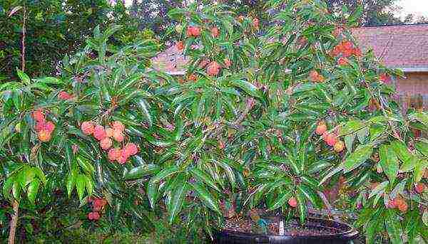 how to grow lychee at home