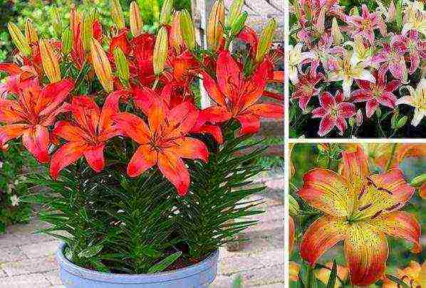 how to grow a lily at home