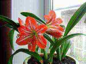 how to grow a lily at home