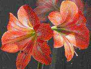 how to grow a lily at home