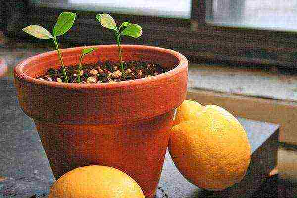 how to grow lemon seeds at home