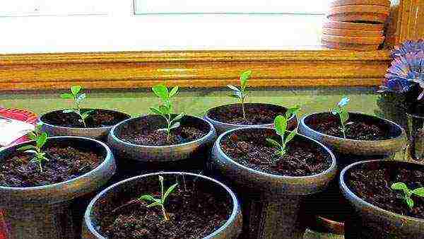 how to grow lemon seeds at home