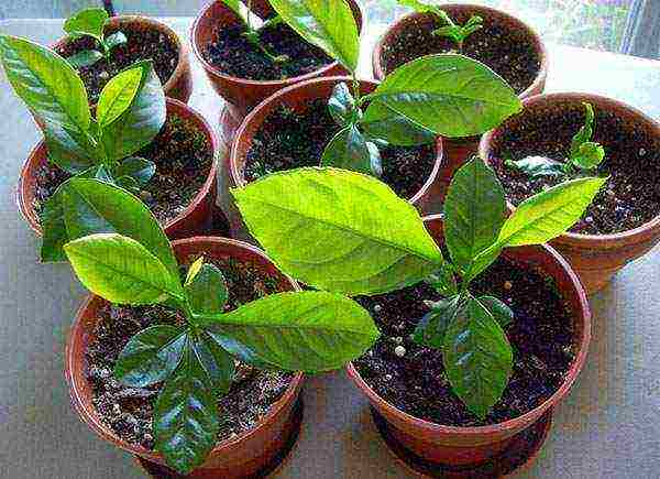 how to grow lemon seeds at home