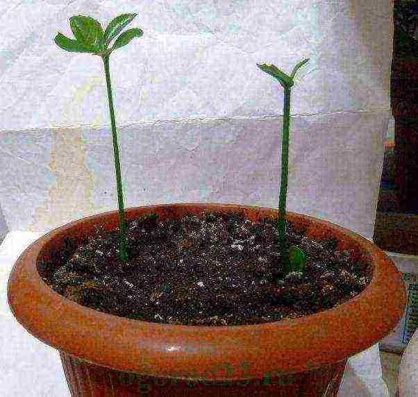 how to grow lemon seeds at home