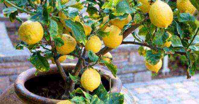 how to grow lemon at home from a seedling