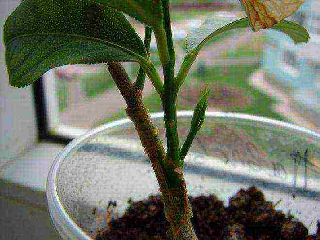 how to grow lemon at home from a seedling