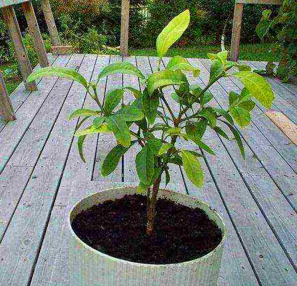 how to grow lemon at home meyer