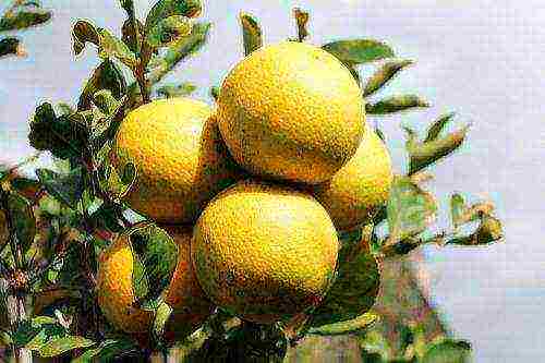 how to grow lemon at home meyer