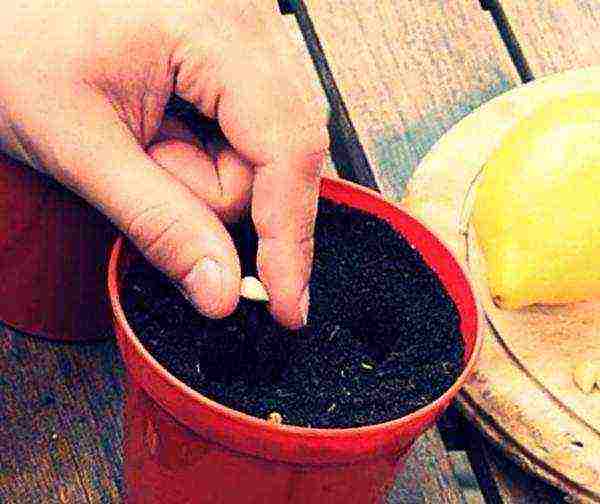 how to grow lemon at home meyer