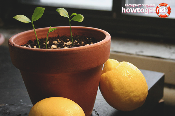 how to grow lemon at home in a pot