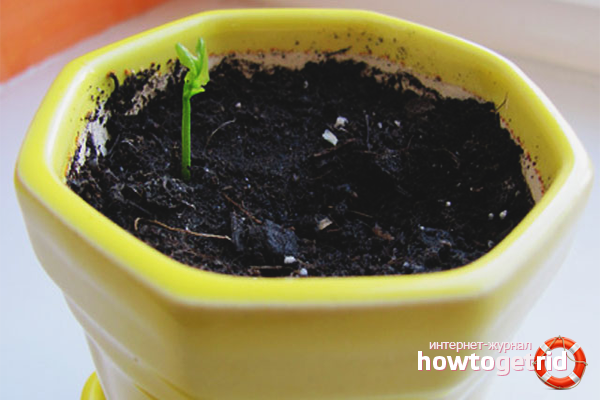 how to grow lemon at home in a pot