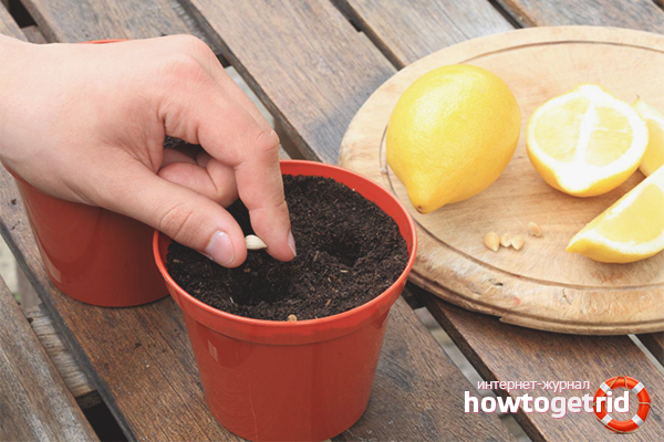 how to grow lemon at home in a pot