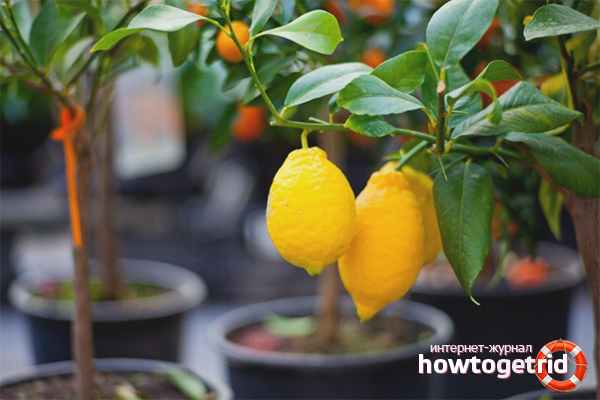 how to grow lemon at home in a pot