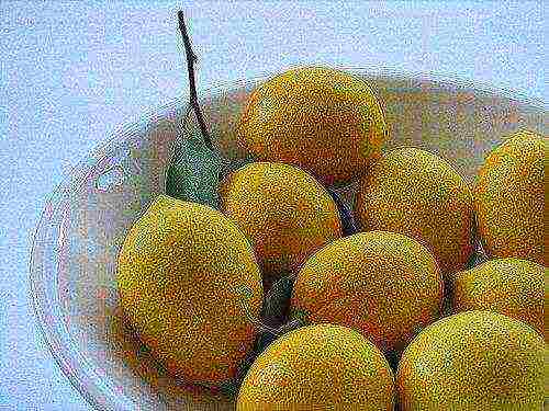 kung paano magtanim ng mga limon sa bahay