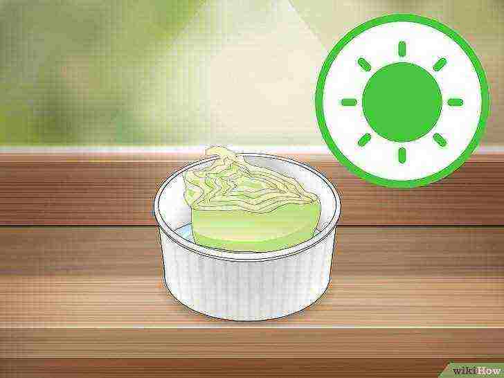 how to grow lettuce at home