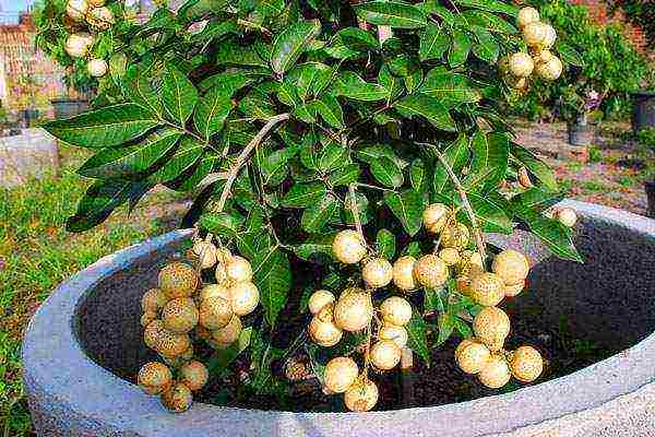 how to grow longan from a bone at home