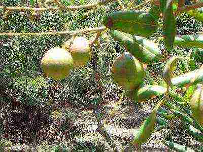 kung paano palaguin ang longan mula sa isang buto sa bahay