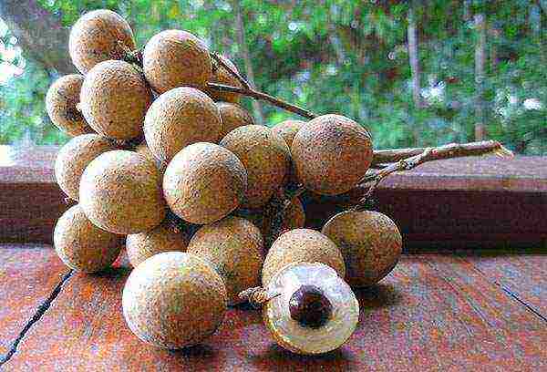 how to grow longan from a bone at home