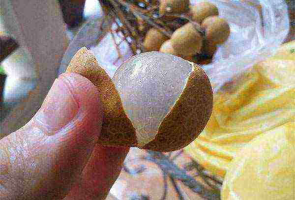 how to grow longan from a bone at home