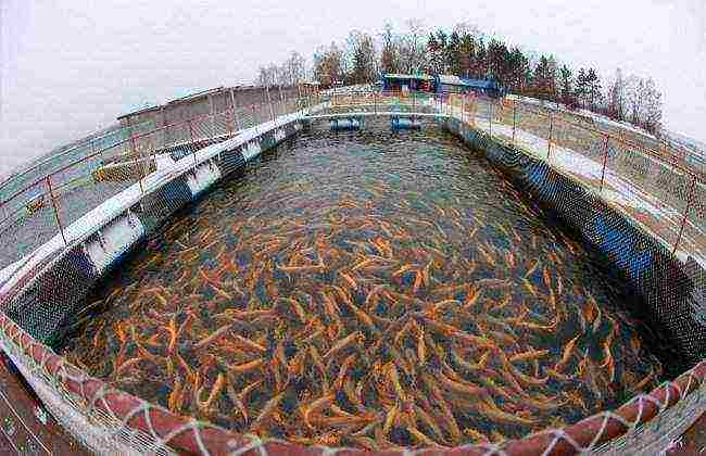 kung paano palaguin ang salmon sa bahay