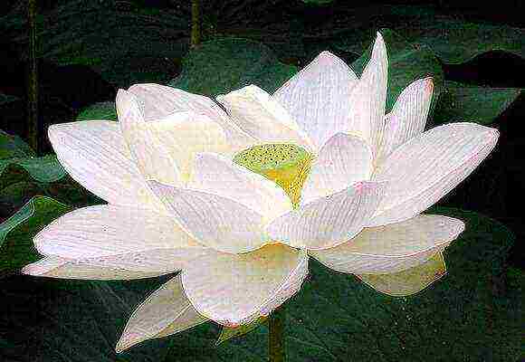 how to grow lotuses at home