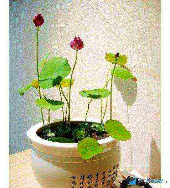 kako uzgajati lotose kod kuće