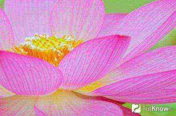 how to grow lotuses at home