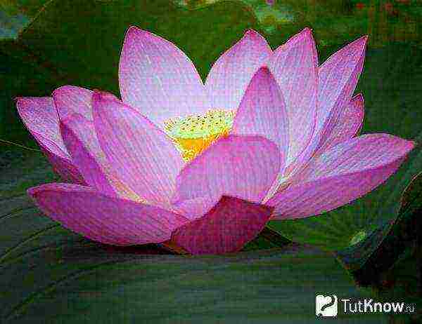 how to grow lotuses at home