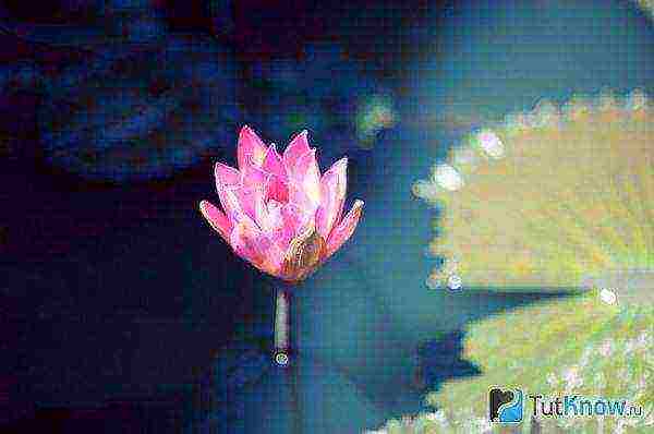 how to grow lotuses at home