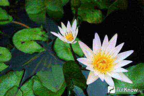 how to grow lotuses at home