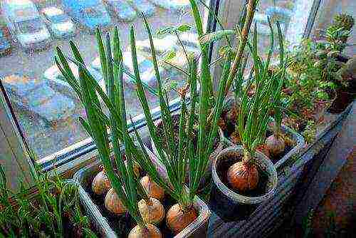 how to grow onions on a feather at home