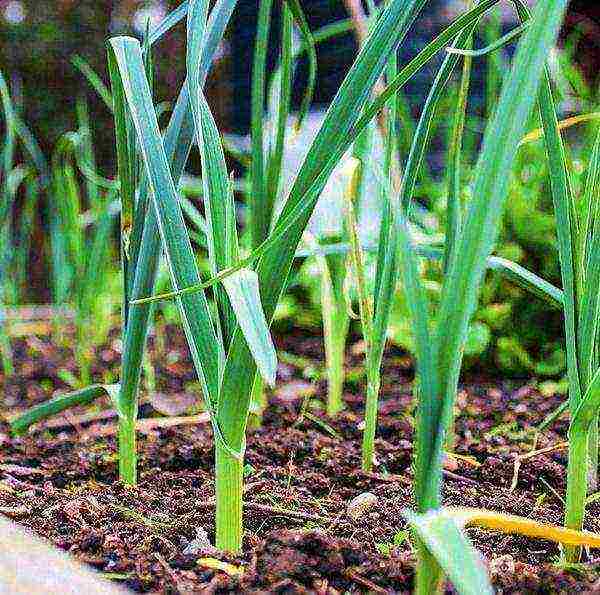 how to grow onions on a feather at home