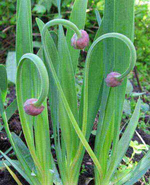 how to grow onions on a feather at home