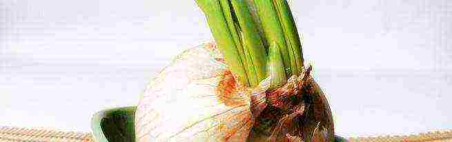 how to grow onions on a feather at home