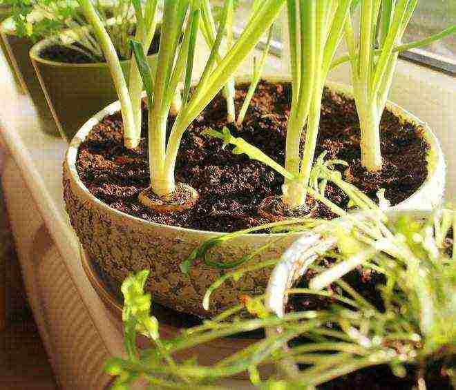 how to grow onions on a feather at home