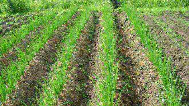 how to grow onions on a feather at home