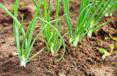 how to grow onions for a turnip from seeds in one season