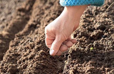 how to grow onions for a turnip from seeds in one season