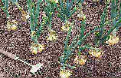 how to grow onions for a turnip from seeds in one season