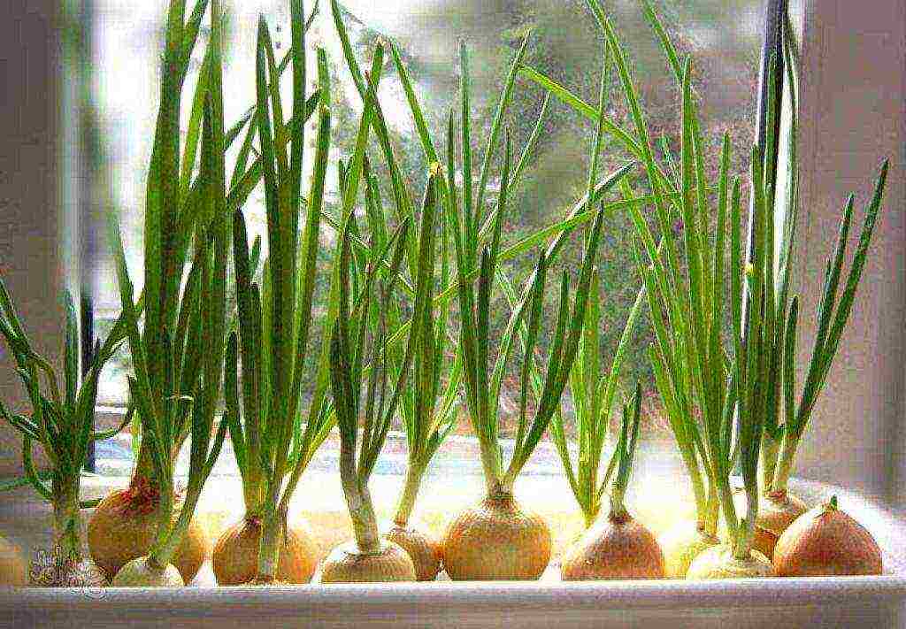 how to grow onions for herbs at home
