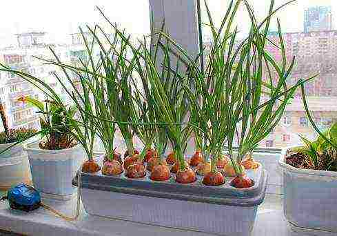 how to grow onions for herbs at home