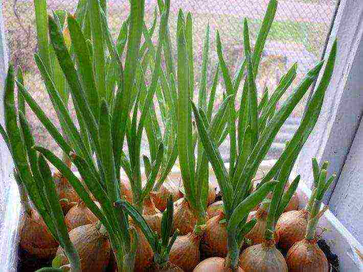 how to grow onions for herbs at home