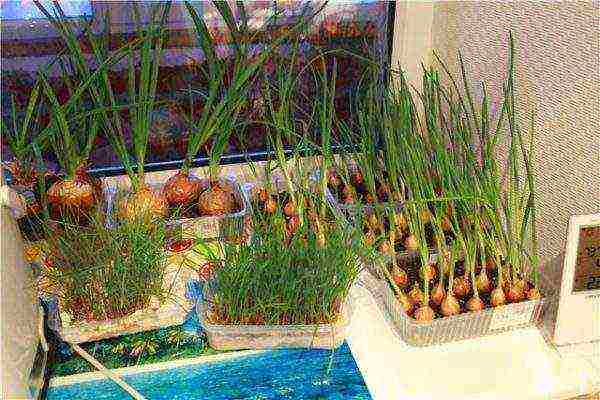 how to grow onions for herbs at home