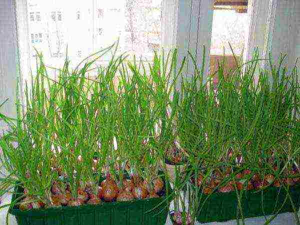 how to grow onions for herbs at home