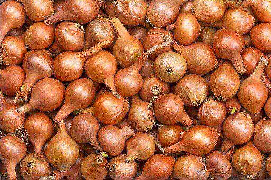 how to grow onion sets at home