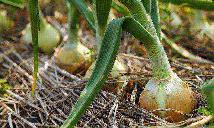 how to grow onion sets at home