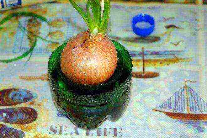 how to grow onion sets at home