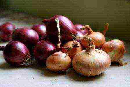 how to grow onions at home from seeds